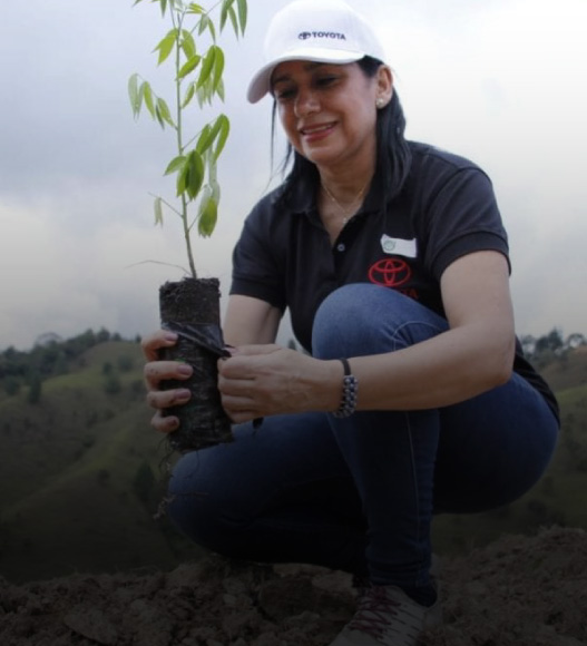 Bosque toyota