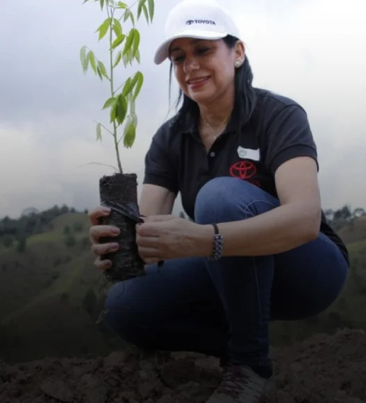 Bosque toyota